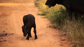 Kapama New Born Buffalo [upl. by Rosco]