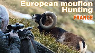 European mouflon Hunting in France  Chasse au Mouflon en France  2020 [upl. by Nyrac]