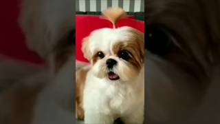 Shih Tzu barkingcuteviraltrendingshortsshih tzu [upl. by Anyela]