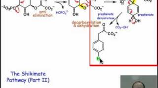 Stepping through the Shikimate Pathway II [upl. by Gregor898]