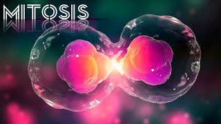 Mitosis phases of mitosis importance of mitosis Simplified  animation [upl. by Amelie]