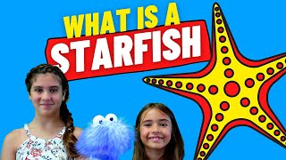 Is A Starfish Really A Fish  Starfish Facts For Kids [upl. by Bramwell685]