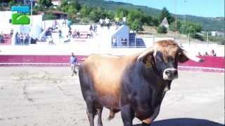 Madeiras traditional music and folklore dances [upl. by Alemrac27]