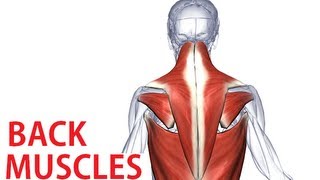 Back Muscles Anatomy  Trapezius Latissimus Rhomboid Anatomy [upl. by Ramey]