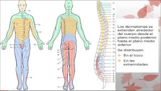 Dermatomas MayamiGutierrez [upl. by Eceined454]