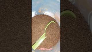 How to keep pigeon eggs pot free from insects part  1 pigeon pigeonbird birds pigeoncage [upl. by Llebanna387]