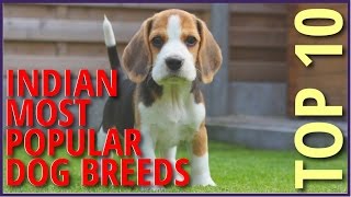 Top 10 Most Popular Dog Breeds in India [upl. by Cotterell481]