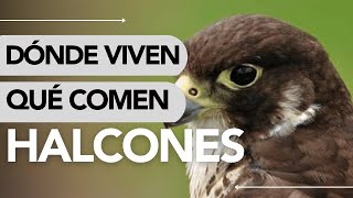 Dónde VIVEN los HALCONES y QUÉ COMEN 🤔🪶 ¡INCREÍBLE [upl. by Maxentia97]