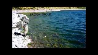 BOULDER MOUNTAIN UTAH  BROOK TROUT [upl. by Aivle3]