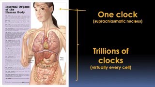 Circadian Rhythms and Your Health Video  Brigham and Womens Hospital [upl. by Asetal]