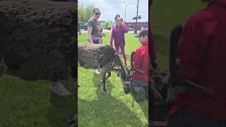 Reindeer at Colony Days festival  Palmer AK [upl. by Wixted]