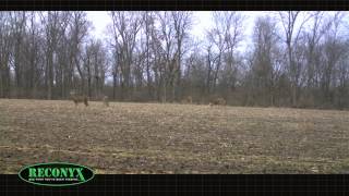 HOW TO USE A TRAIL CAMERA [upl. by Nylecoj]