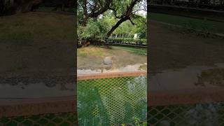 Mighty Marsh Crocodile🐊Natures Most Fearsome Predator shorts shortvideo shortsvideo trending [upl. by Lacsap]