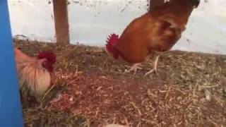 Rooster vs rooster pt 2 [upl. by Bazil]