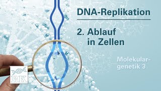 Molekulargenetik 3 DNAReplikation – Ablauf in Zellen [upl. by Gil]