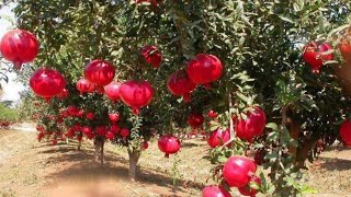 The biggest pomegranates farm in CA [upl. by Root]