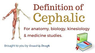 Cephalic Definition Anatomy Biology Kinesiology Medicine [upl. by Kial]