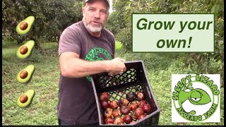 How Do Farmers Grow Avocado Trees [upl. by Shandra]