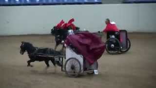 2015 AMHR Nationals Chariot racing [upl. by Cilla]