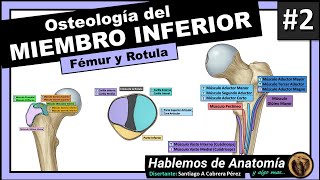 🔴 4👉OSTEOLOGIA DEL MIEMBRO INFERIOR 🟩 FEMUR Y ROTULA🟪 [upl. by Dnalyr35]