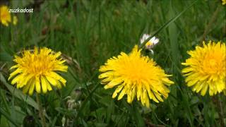 Smetanka lékařská Pampeliška  Taraxacum officinale [upl. by Allisurd237]