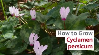 Cyclamen persicum Growing Guide Florists Cyclamen by GardenersHQ [upl. by Atir]