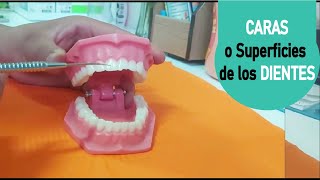 Caras o Superficies de los Dientes  Fácil 🦷 [upl. by Julissa637]