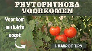 Phytophthora voorkomen  Hoe voorkom je aardappelziekte in tomaten [upl. by Neiht]