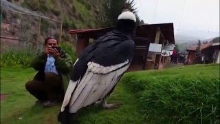 Peru Kondor Andean Condor  Cuzco Dec 2014 [upl. by Hambley]