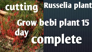 how to make now Grow Russelia plant in bebi plans quisetiformis [upl. by Delores]