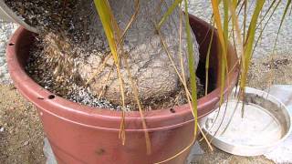 How to repot Beaucarnea recurvata 78 Spring 2011 [upl. by Eicart]