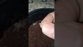 Tarantula Molting 2nd time நண்பர்களே ❣️❣️❣️ [upl. by Eiramrefinnej]