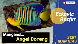 Mengenal ikan hias laut  Angel Doreng Pygoplites diacanthus [upl. by Aved]