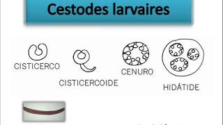 PARAZITOLOGIE cestodes larvaires kyste hydatique [upl. by Sher]