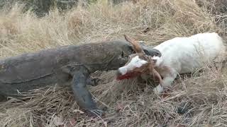 komodo kills and eat goats are still alive [upl. by Lenod]