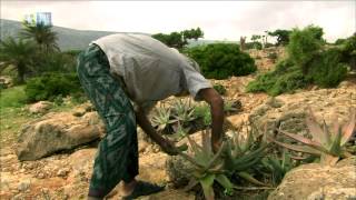 Socotra Archipelago UNESCOTBS [upl. by Kilbride]