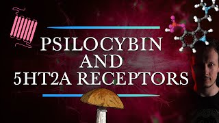 Psilocybin and 5HT2A receptors  Are They Necessary for the Therapeutic Effects [upl. by Druce]