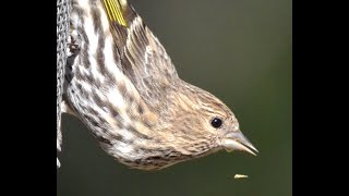 Pine Siskins [upl. by Weight]