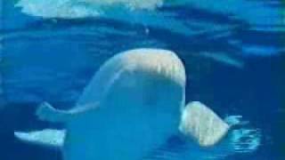 Marineland Commerical  Beluga Whales 1 [upl. by Irek]