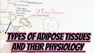 Types Of Adipose Tissues And Their Physiology umerfarooqbiology7083 [upl. by Ailegnave750]