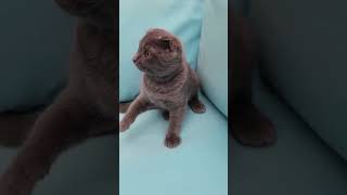 My lovely Scottish Fold funny kitten 😸 [upl. by Gabrielli]