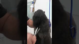 Grooming a Kerry Blue Terrier groomed grooming mydogs groomerlife [upl. by Seth]