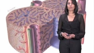 Sangeeta Bhatia Part 2 Microscale Liver Tissue Engineering [upl. by Theola]