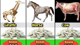 how many bones do animal have The Surprising Number of Bones 3d video [upl. by Nilyac]