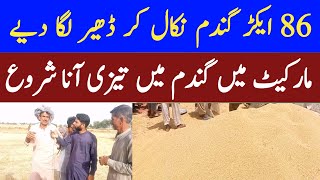 86 Ekar ki Gandam Nikal li  Wheat Price in Punjab  Usman Agriculture [upl. by Lehman]