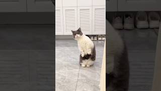 Animais engraçados comedia humor cat gatoengracado funny [upl. by Ileray830]