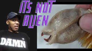 The Most Bizarre Creatures Found In Antarctica WTF [upl. by Latihs]