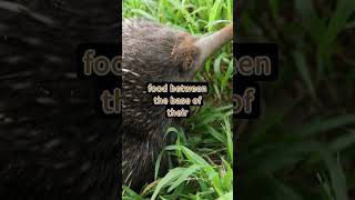 Fascinating Facts about Echidna [upl. by Rehpinej]