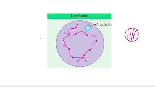 Chapter10 Cell Cycle and Cell Division Class 11 Part 9meiosis Division Prophase 1st pcbrealm [upl. by Ostap298]