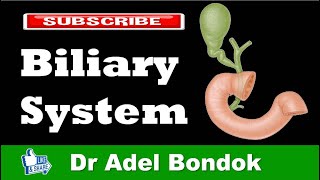 Anatomy of the Extrahepatic Biliary System Dr Adel Bondok [upl. by Seumas]